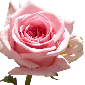 Meet your Posher, Hilda